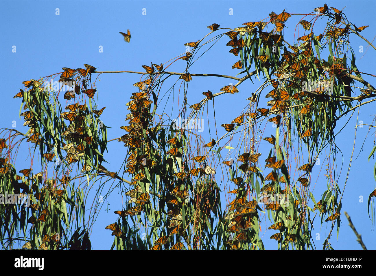 Monarca o wanderer farfalle (danaus plexippus) Foto Stock