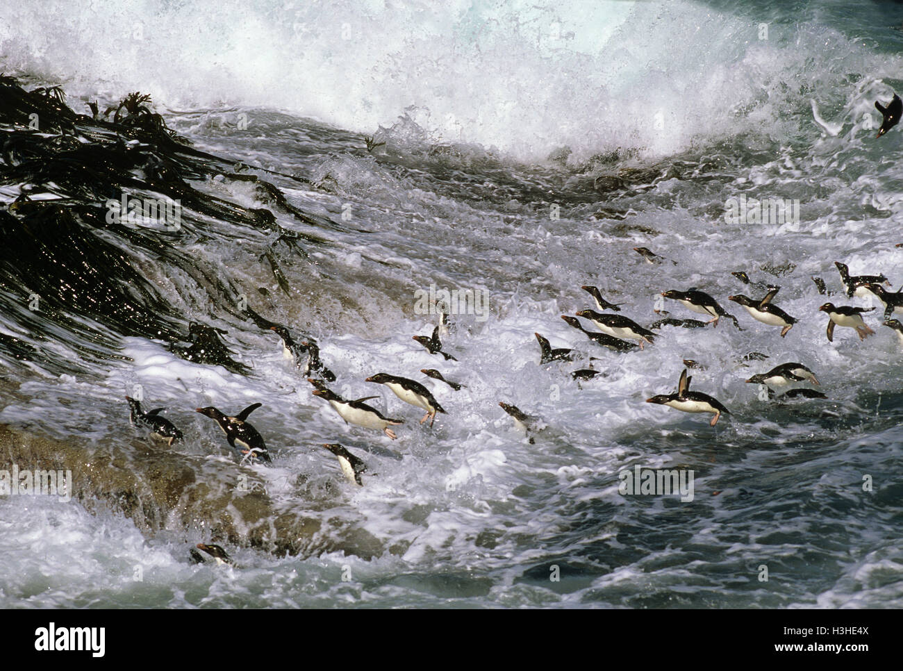 Sud del pinguino saltaroccia (eudyptes chrysocome) Foto Stock