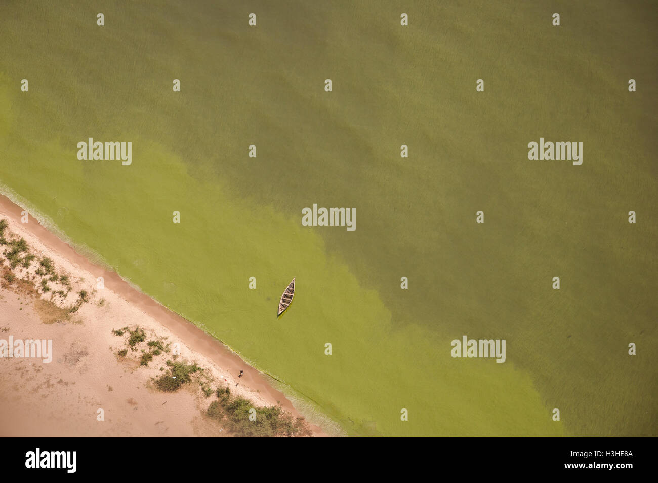 Il lago Victoria' fioritura di alghe' Foto Stock