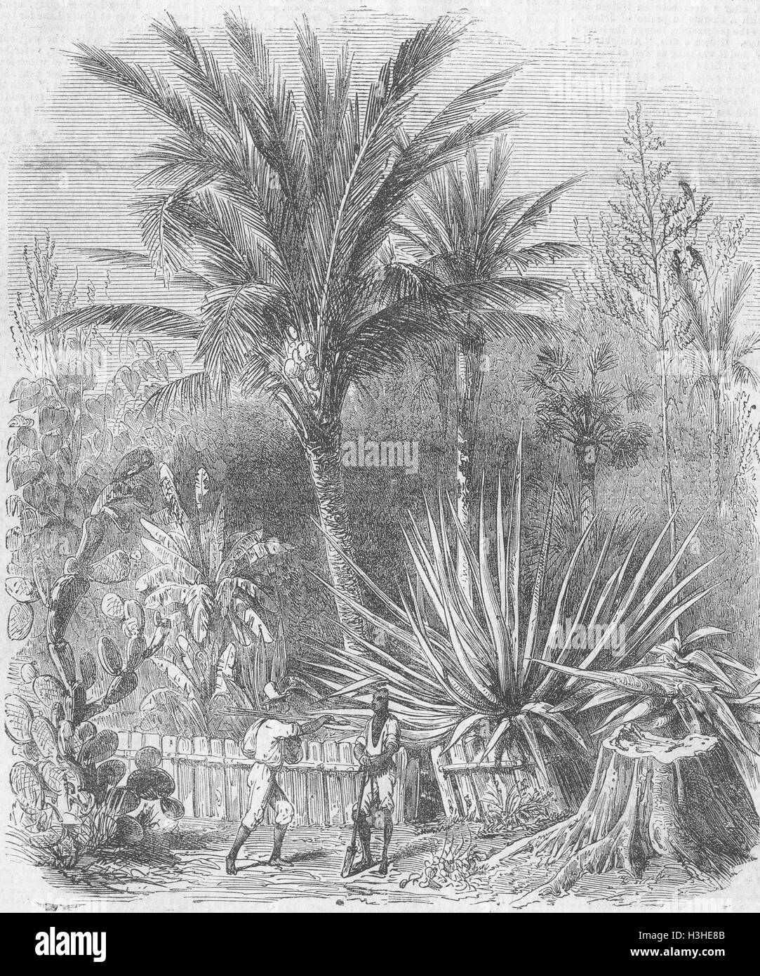 Giardino Botanico di planter's House 1860. Tempi illustrato Foto Stock