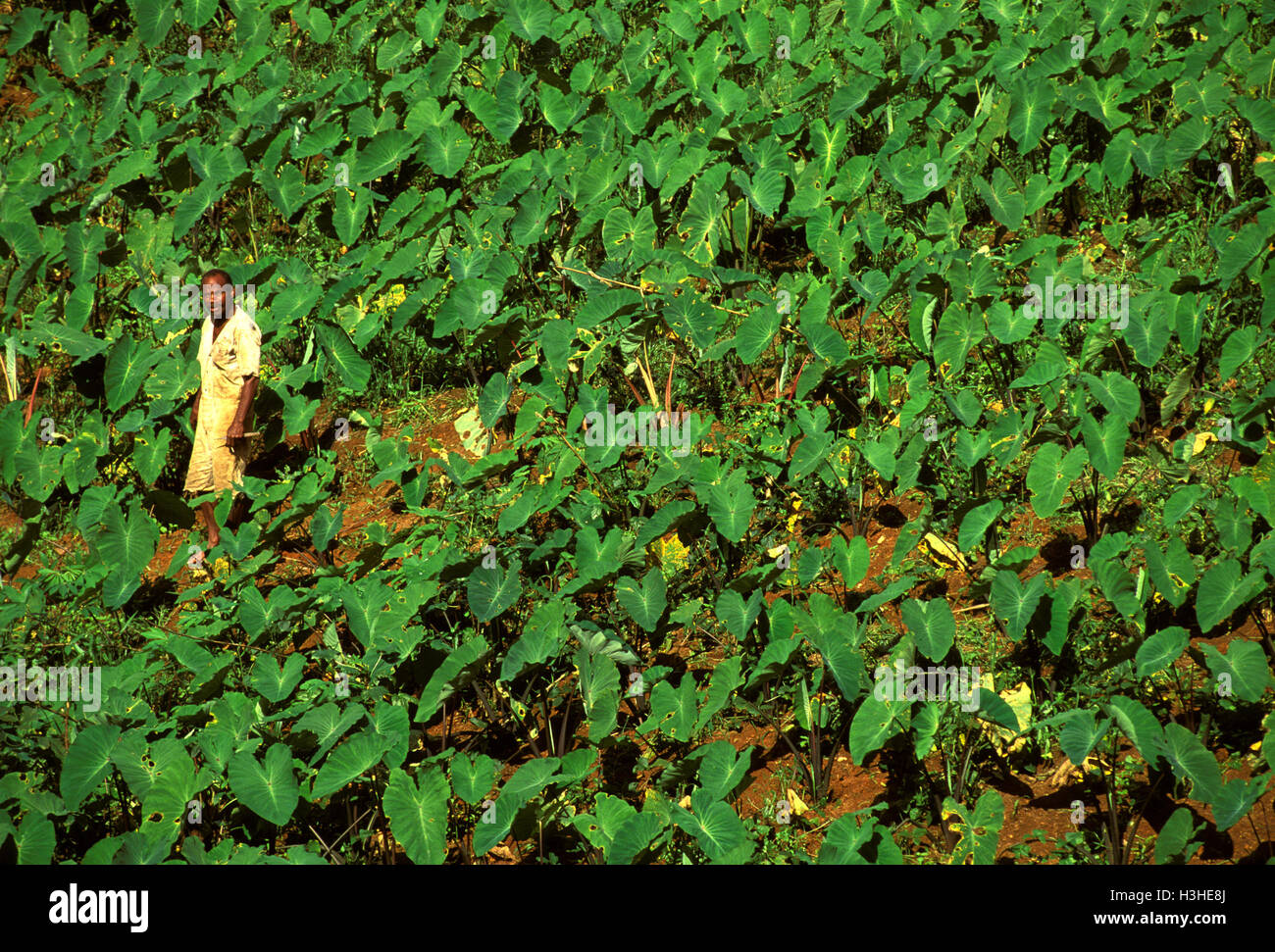 Un abitante di un villaggio nel suo taro patch. Foto Stock