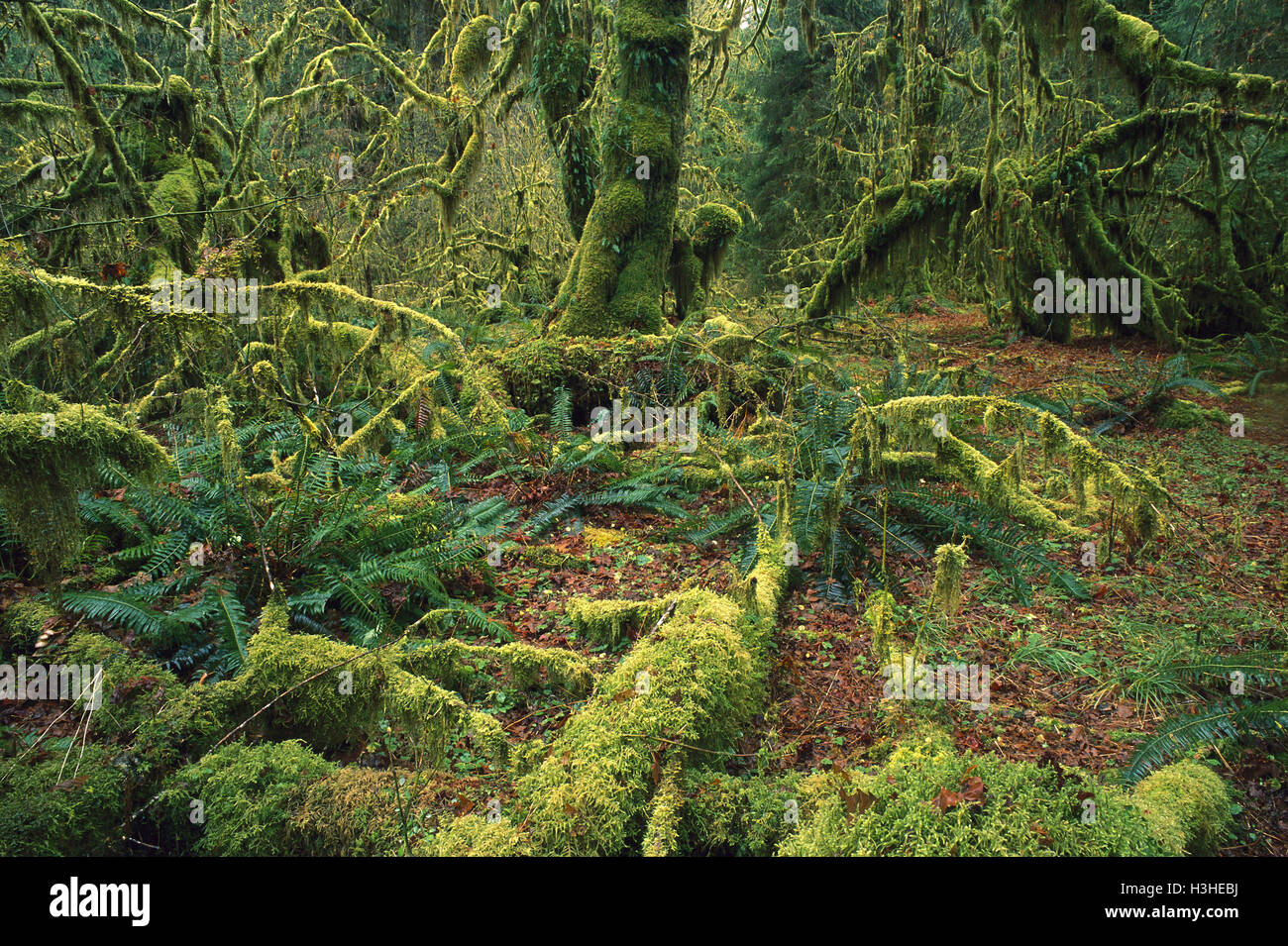 Hoh rainforest Foto Stock