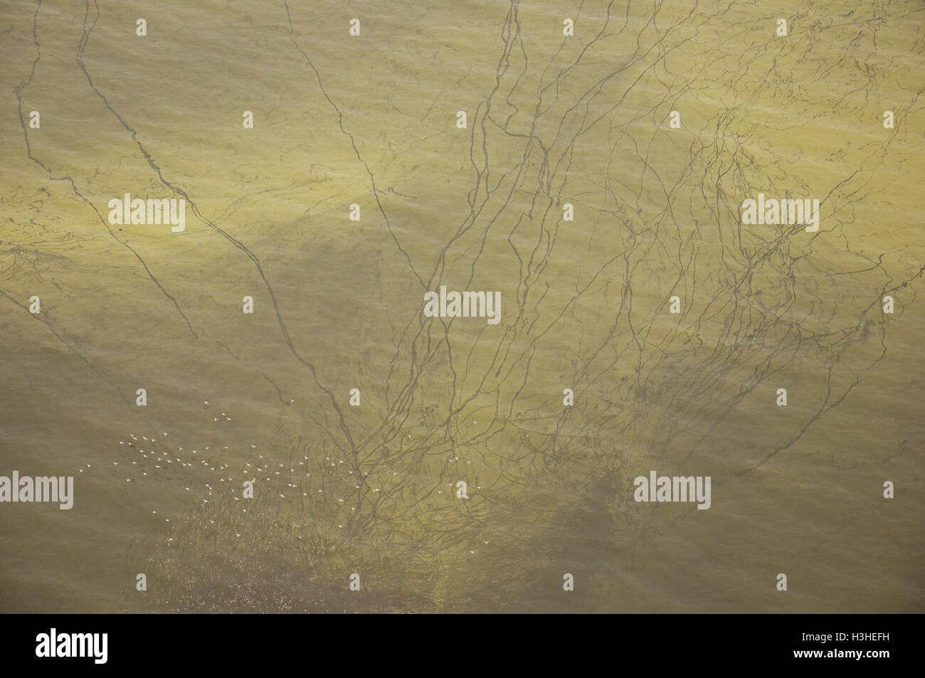 Il lago Victoria' fioritura di alghe' Foto Stock