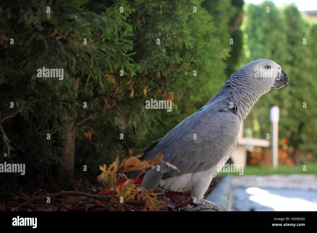 Grigio africano in giardino dal lato Foto Stock