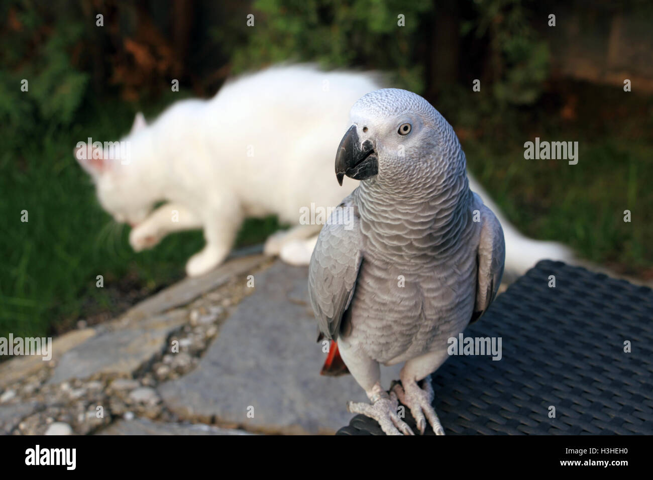 Pappagallo grigio africano di stare fuori nella parte anteriore del gatto bianco Foto Stock