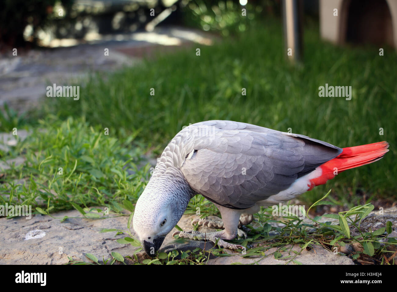 Pappagallo grigio africano di mangiare fuori Foto Stock