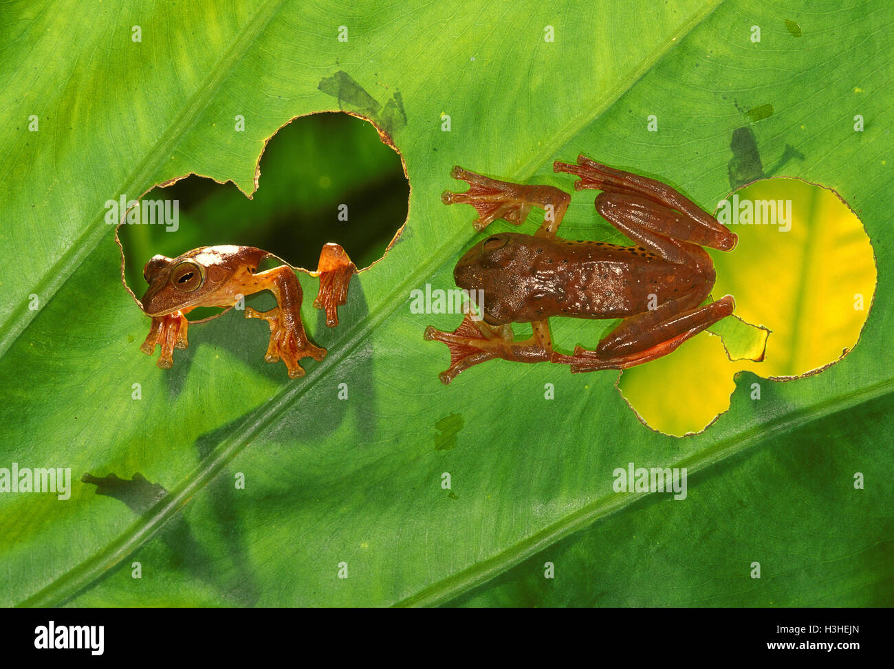 Arlecchino Flying Frog (rhacophorus pardalis) Foto Stock
