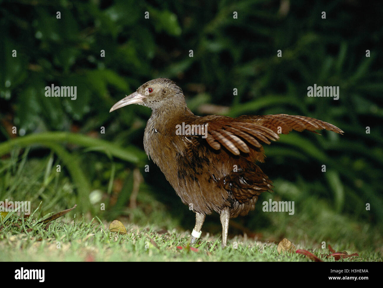 Lord Howe rampa (hypotaenidia sylvestris) Foto Stock