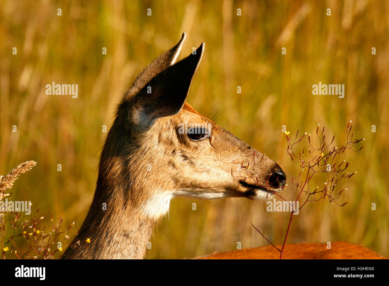 Coda nera cervi, Odocoileus hemionus nell isola di Vancouver. British Columbia. Canada Foto Stock