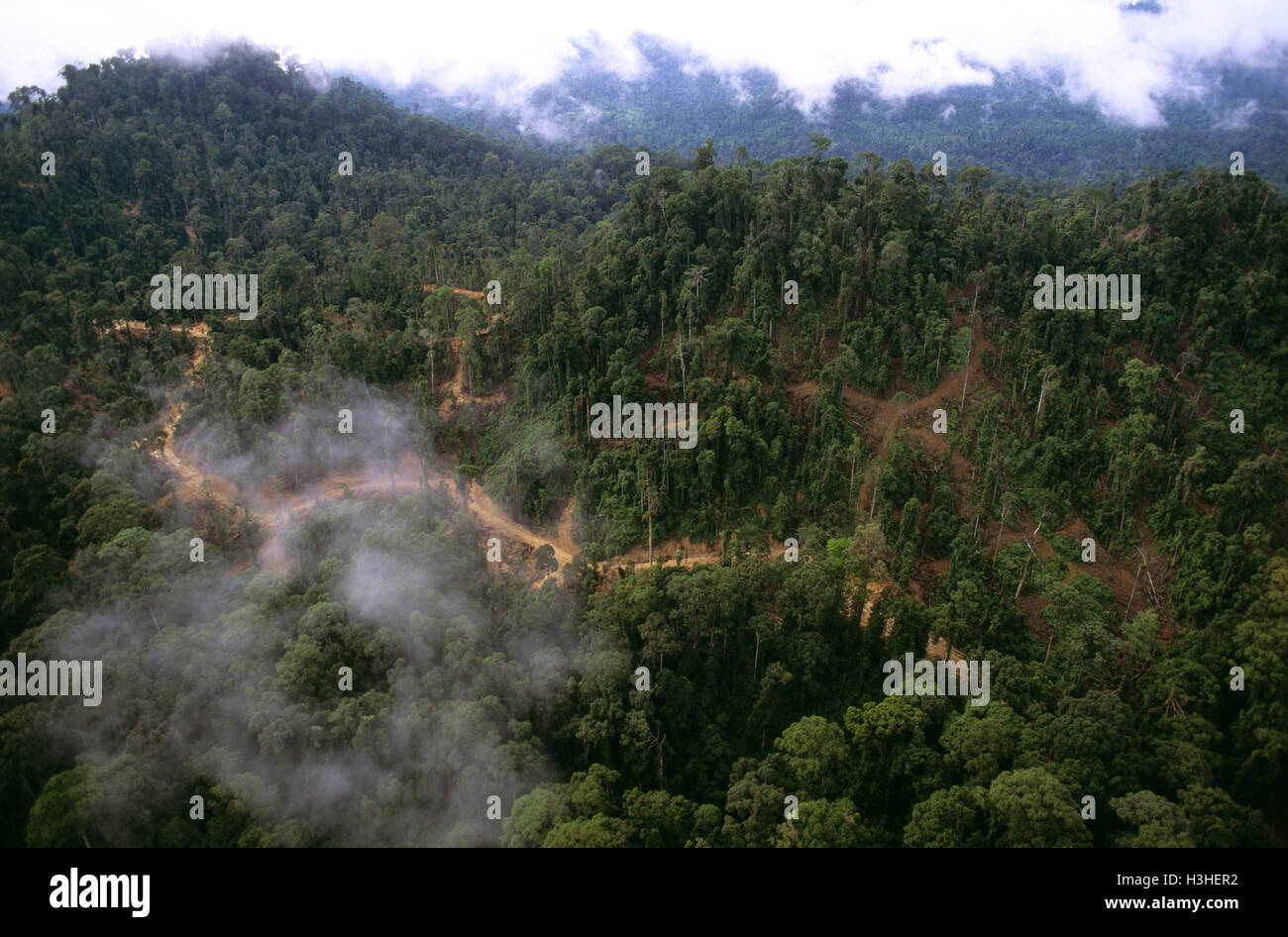 Pianura della foresta pluviale tropicale con registrazione delle strade di accesso, skid sentieri e gli sbarchi di registro visibile, Foto Stock