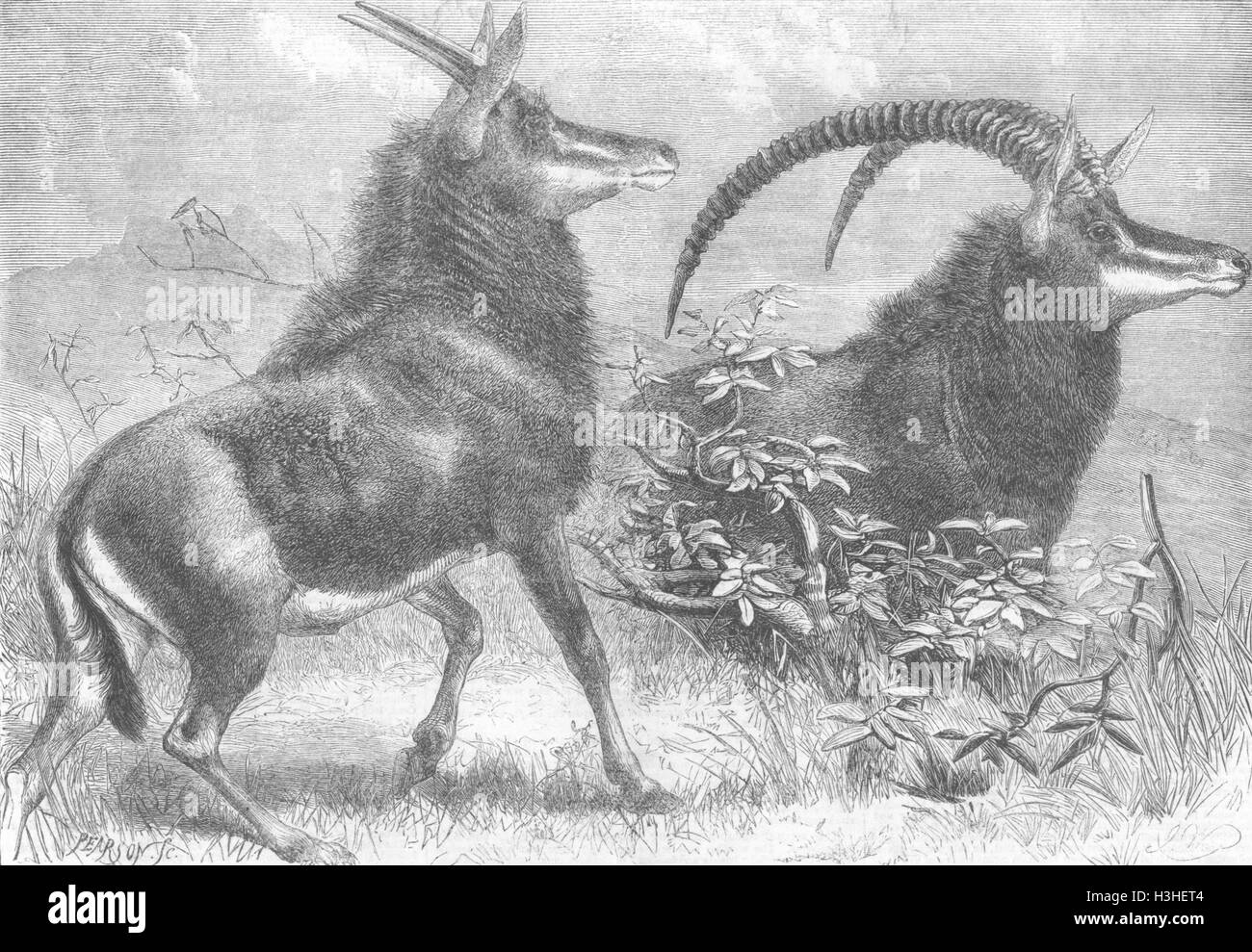 Antilopi Sable Antelope dal Sud Africa 1861. Illustrated London News Foto Stock