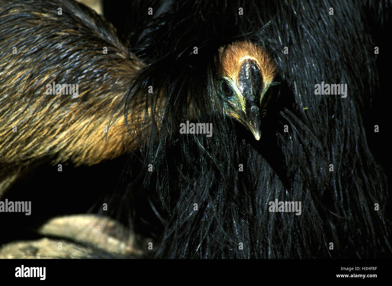 Casuario meridionale (Casuarius casuarius) Foto Stock