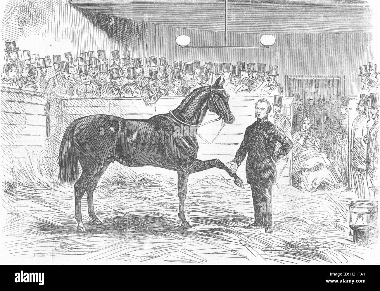 Cavalli Cruiser Rarey dopo trattamento del 1858. Illustrated London News Foto Stock