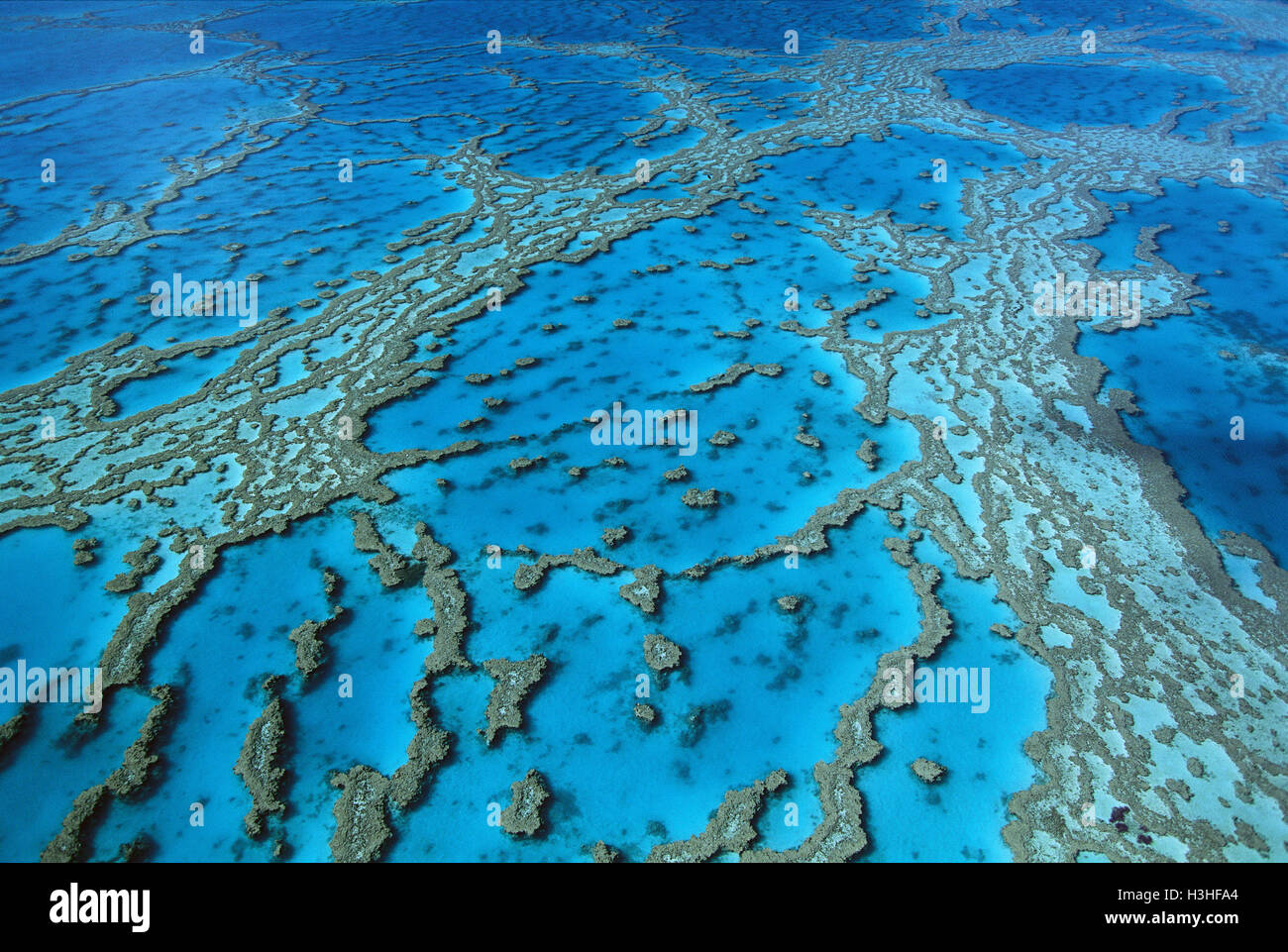 Hardy reef formazioni coralline, Foto Stock
