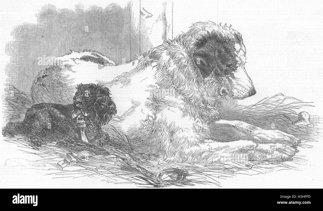 Cani Gran San Bernardo cane 1847. Illustrated London News Foto Stock