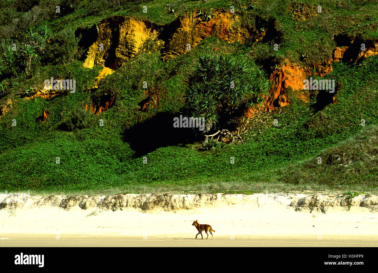 Dingo (canis dingo) Foto Stock