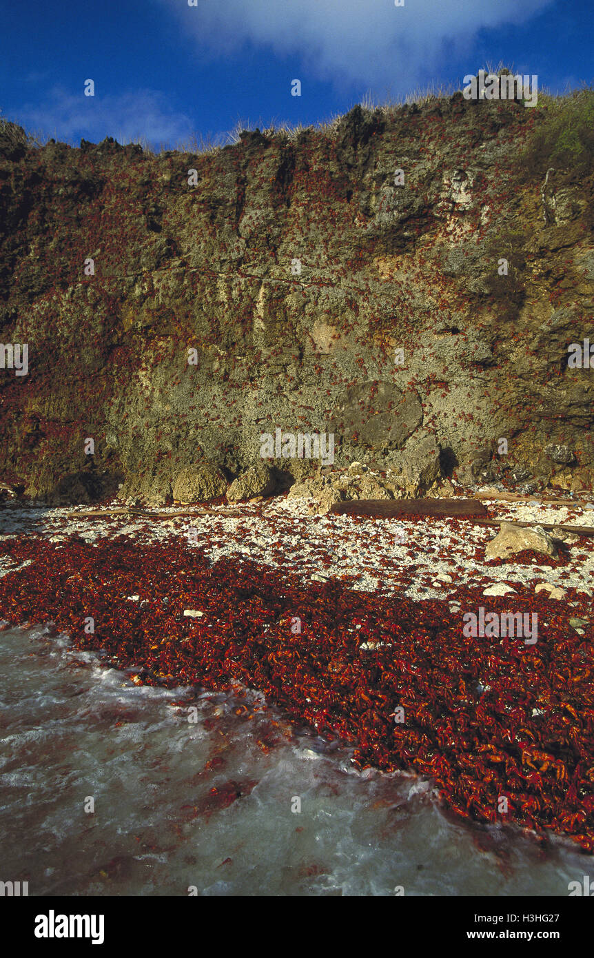 Isola di Natale granchio rosso (gecarcoidea natalis) Foto Stock