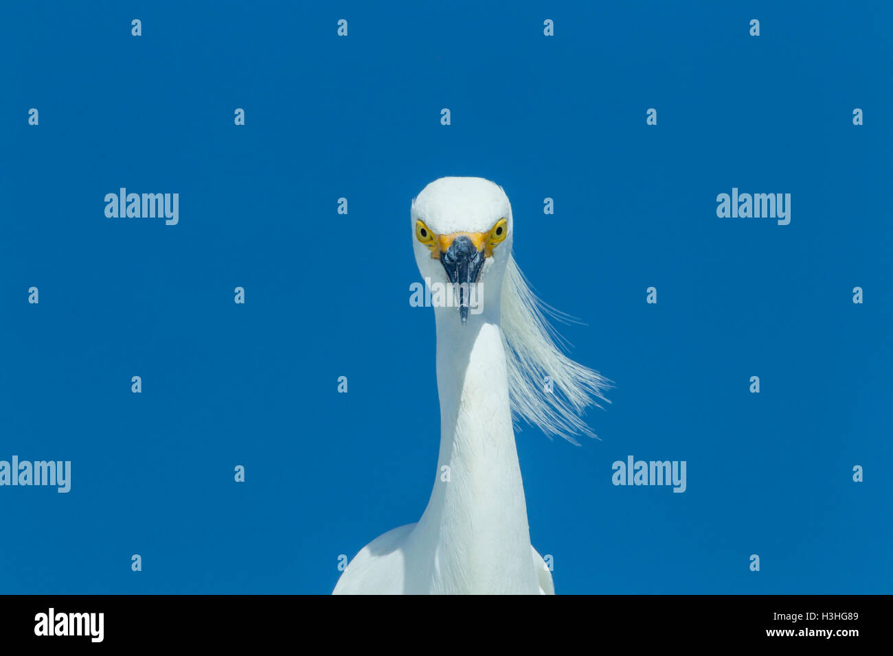 Snowy garzetta (Egretta thuja) ritratto della testa e del collo di uccello adulto, Florida, Stati Uniti d'America Foto Stock