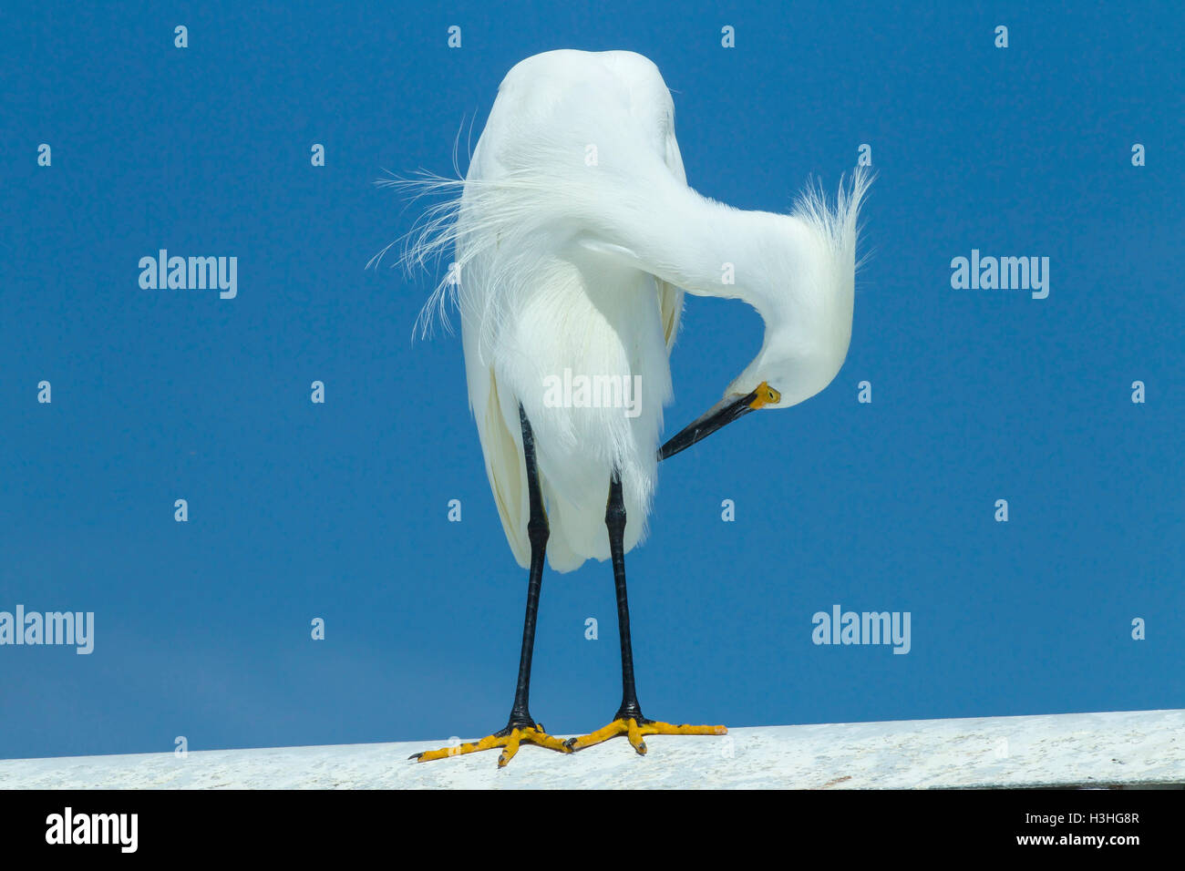 Snowy garzetta (Egretta thuja) adulto in allevamento piumaggio, preening, Florida, Stati Uniti d'America Foto Stock