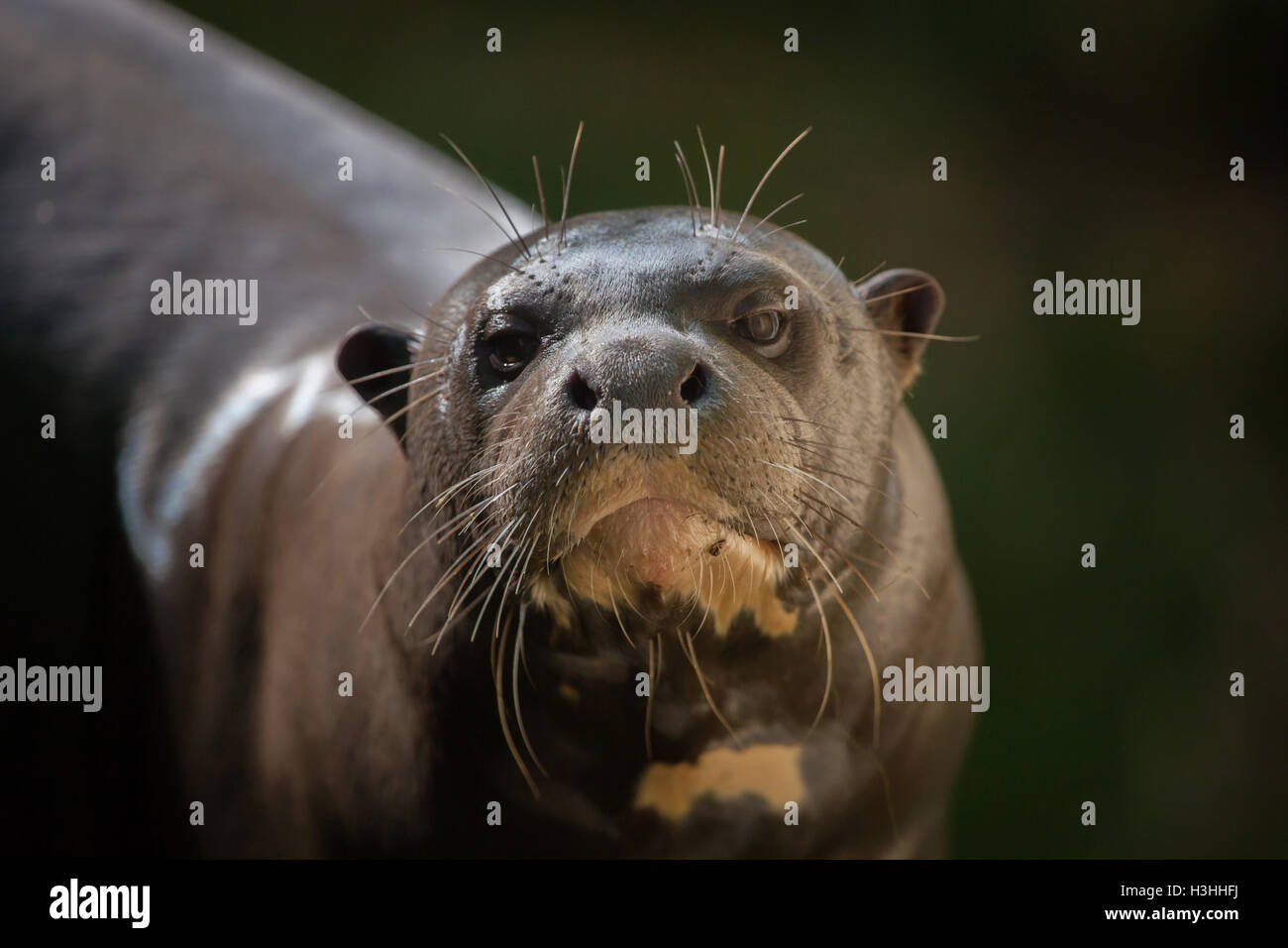Lontra gigante (Pteronura brasiliensis), noto anche come il gigante Lontra di fiume. La fauna animale. Foto Stock