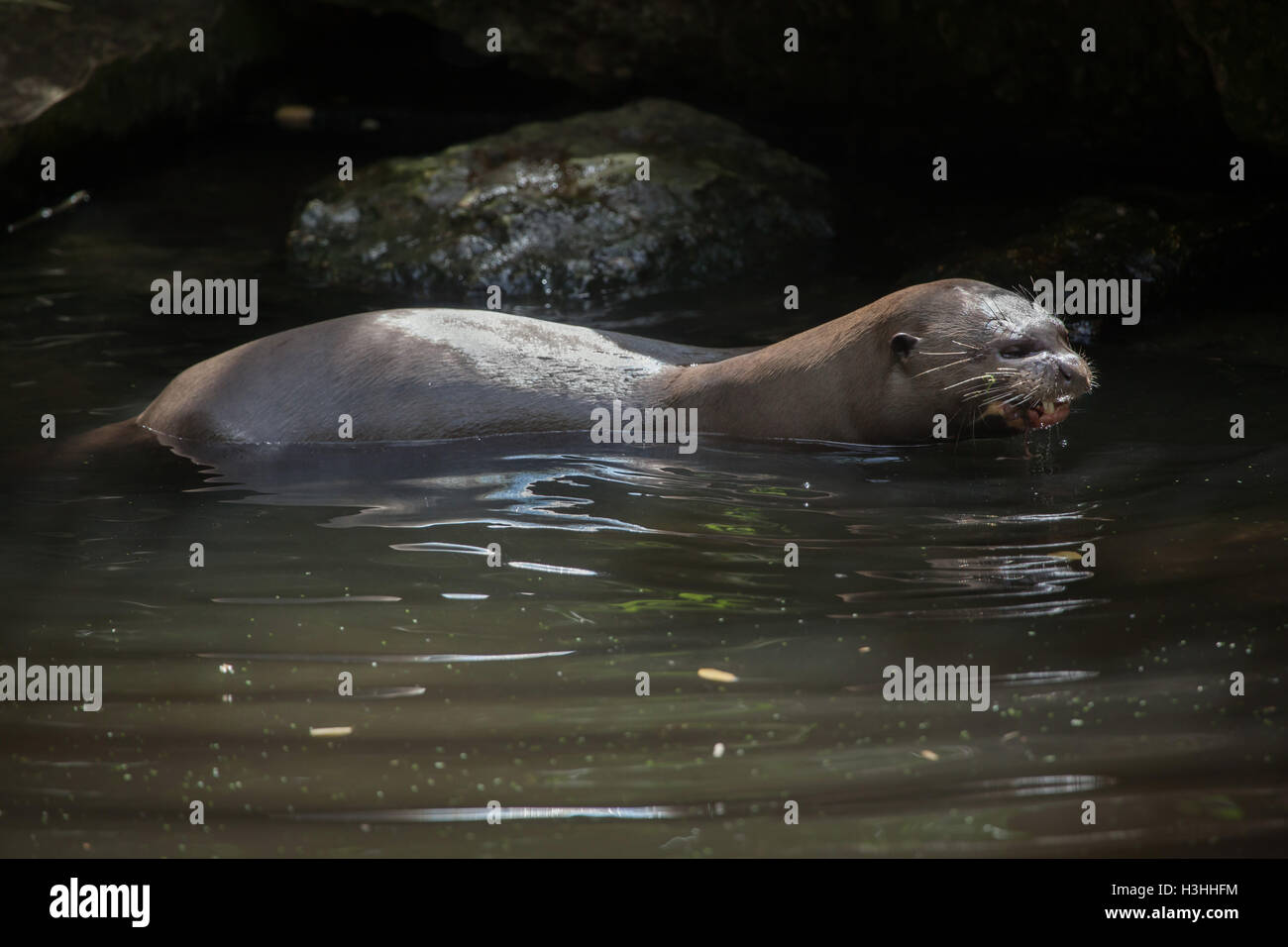 Lontra gigante (Pteronura brasiliensis), noto anche come il gigante Lontra di fiume. La fauna animale. Foto Stock