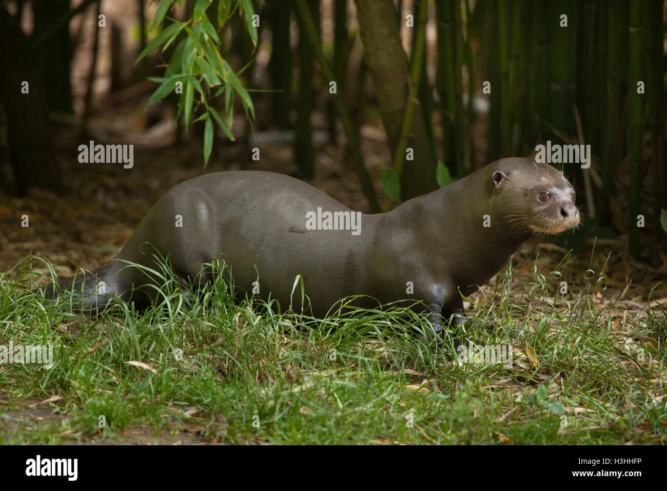 Lontra gigante (Pteronura brasiliensis), noto anche come il gigante Lontra di fiume. La fauna animale. Foto Stock