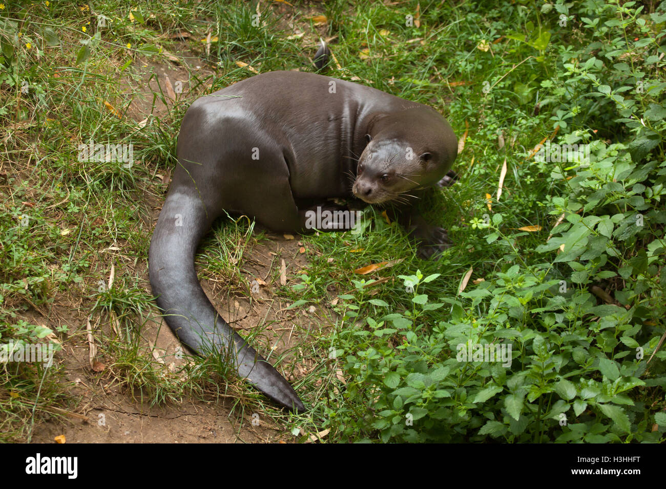 Lontra gigante (Pteronura brasiliensis), noto anche come il gigante Lontra di fiume. La fauna animale. Foto Stock