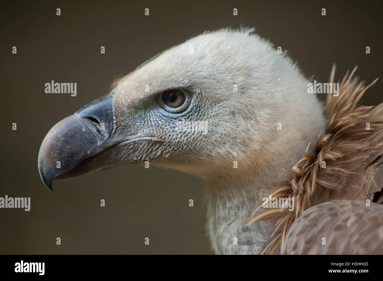 Grifone (Gyps fulvus). La fauna animale. Foto Stock