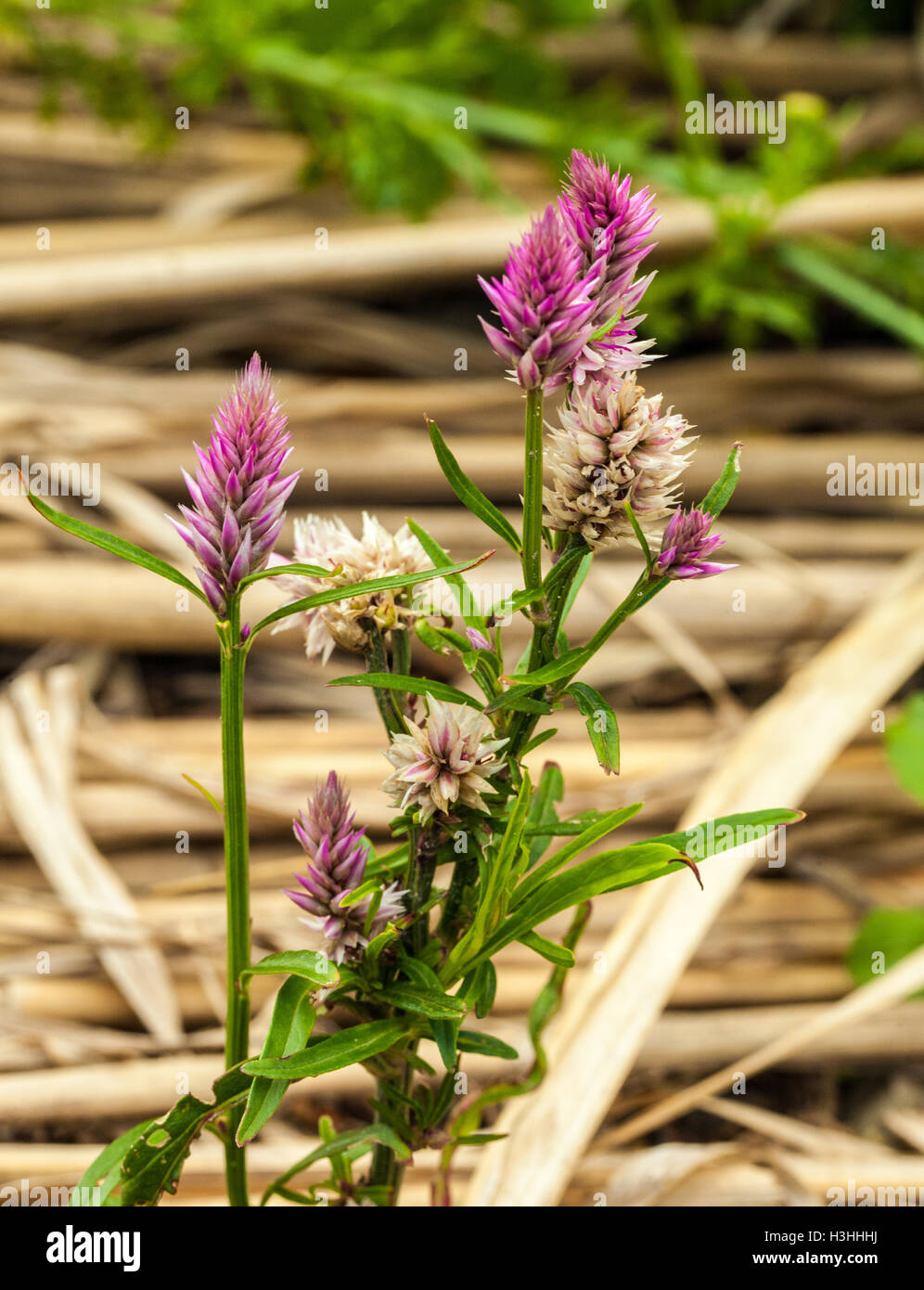 Celosia flamingo Foto Stock