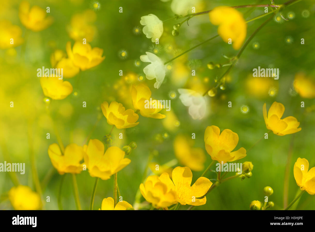 Giallo ranunculus, fiori di primavera con una dolcemente, stratificato effetto bagliore con piccole gemme a margherita e luci. Foto Stock