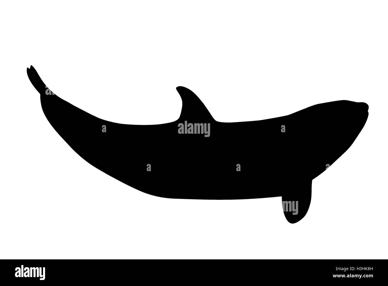 Una retroilluminazione di balena killer, Orcinus Orca, isolati su sfondo bianco. Foto Stock