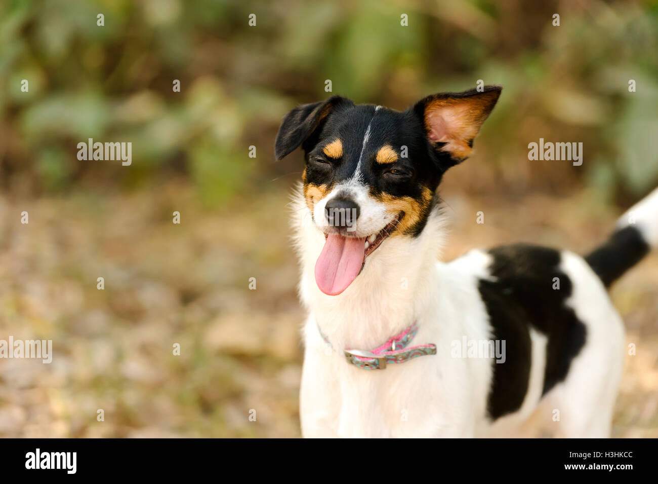 Divertente cane è un grazioso cucciolo di cane facendo una molto sciocco faccia. Foto Stock