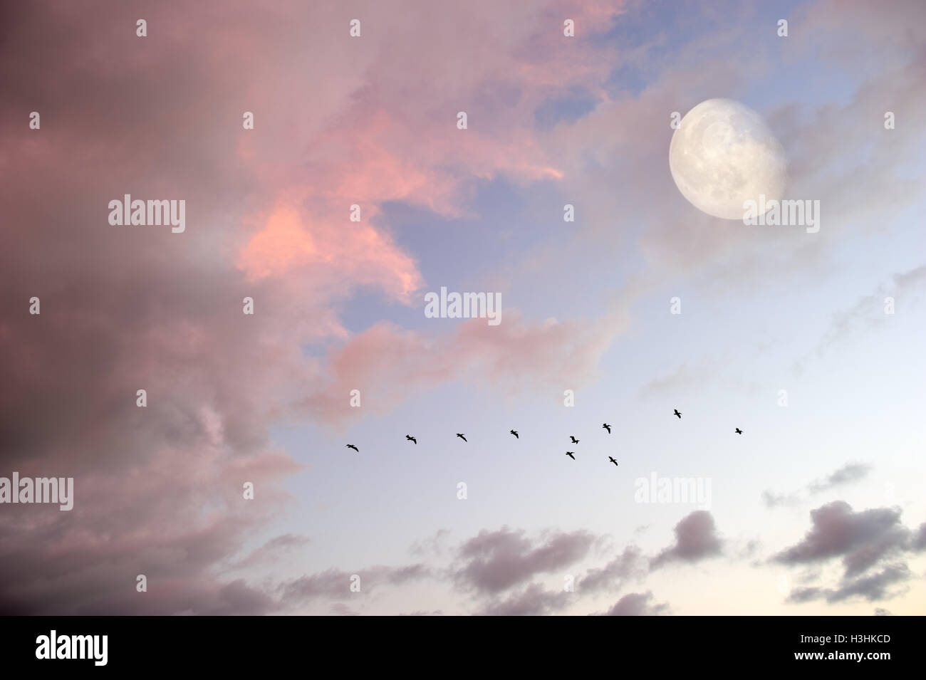 Uccelli luna è uno stormo di uccelli in volo tra nuvole rosa come la luna piena sorge nel cielo. Foto Stock