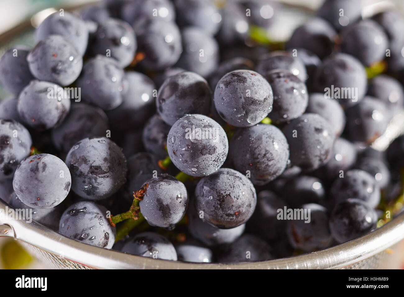 Fresche e mature uve Concord da Lancaster County, Pennsylvania, STATI UNITI D'AMERICA Foto Stock