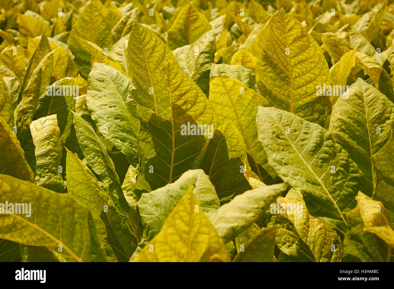 Campo di tabacco in estate, Amish country, Lancaster County, Pennsylvania, STATI UNITI D'AMERICA Foto Stock