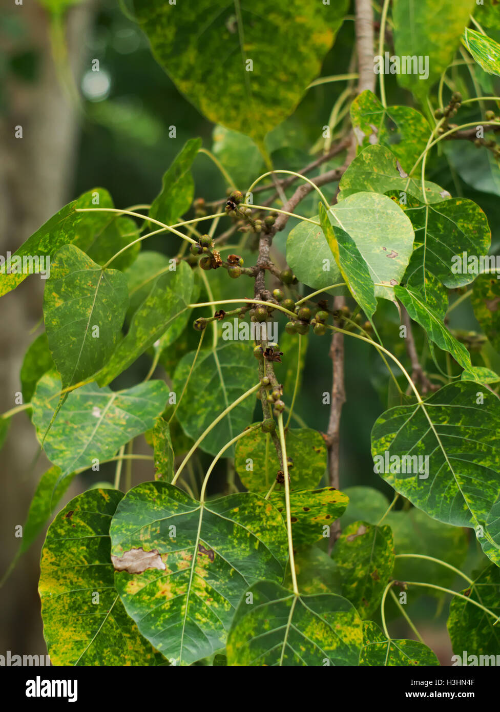 Closeup colpo di un sacro fig, bodhi tree, pippala tree, peepal tree o ashwattha albero o un ficus religiosa le foglie Foto Stock