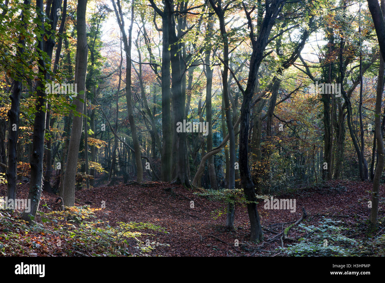 Boschi di faggio, Standish, Stroud Gloucestershire Foto Stock