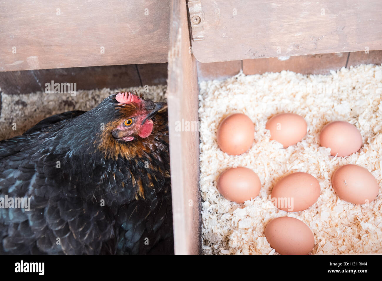 Il mio pollo nel suo nido con recentemente posati le uova nel mio piccolo giardino per il mio uso personale,l'utilizzo,nel villaggio rurale,West,Galles. Foto Stock