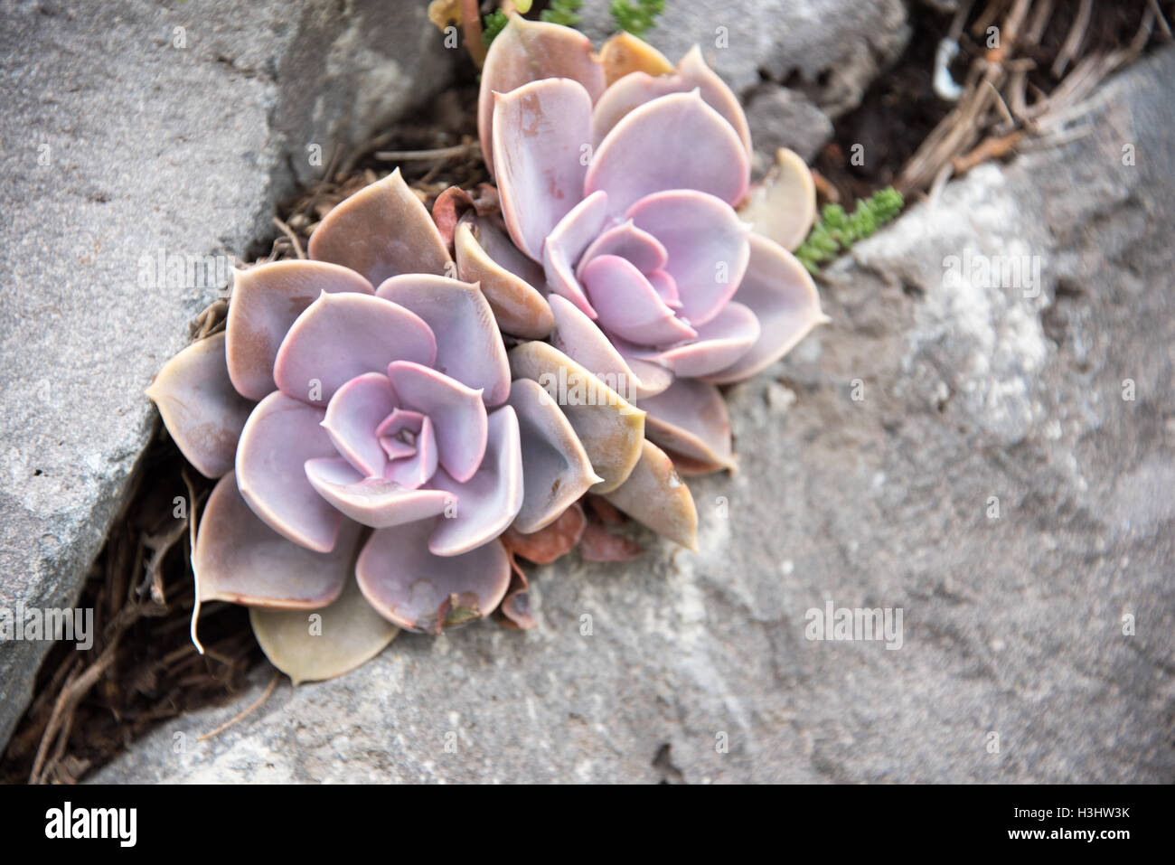 Varietà di piante succulente crescente tra pietre vulcaniche, parte di una serie Foto Stock
