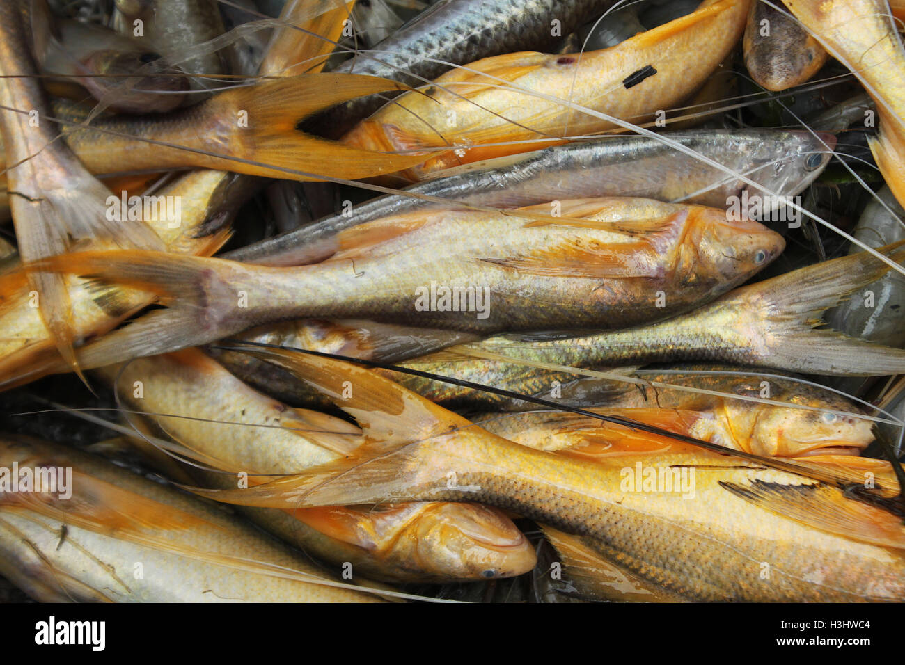 Assortiti locali del Bangladesh pesci. Khulna, Bangladesh. Foto Stock