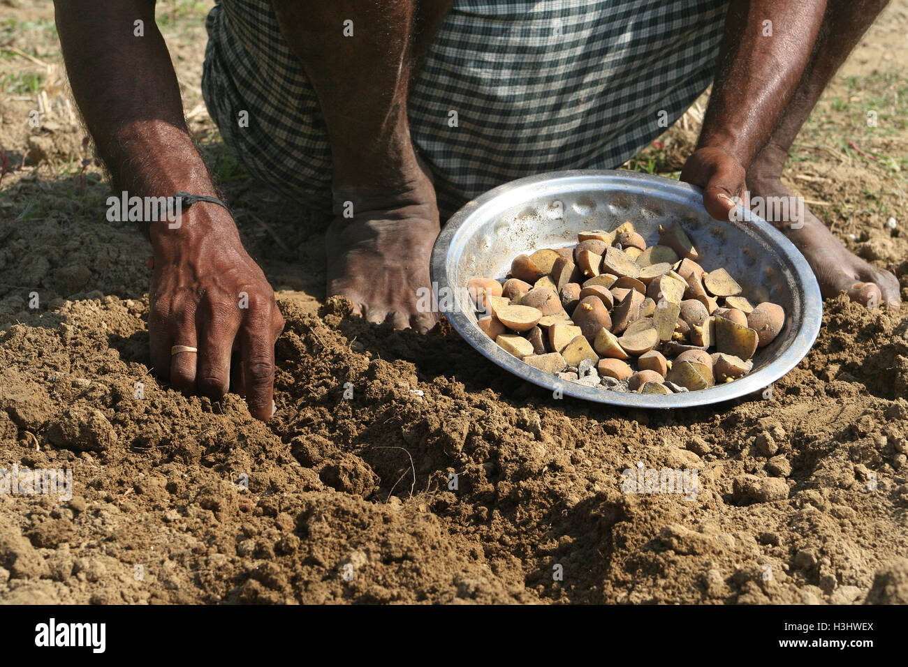 Potato campo.Khulna,Bangladesh. Foto Stock