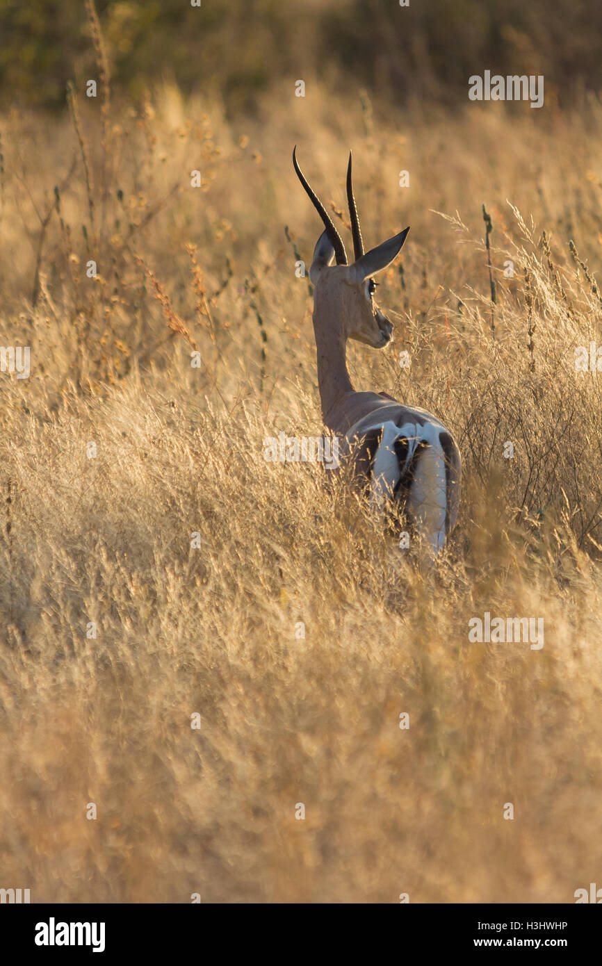 Impala in erba lunga Foto Stock