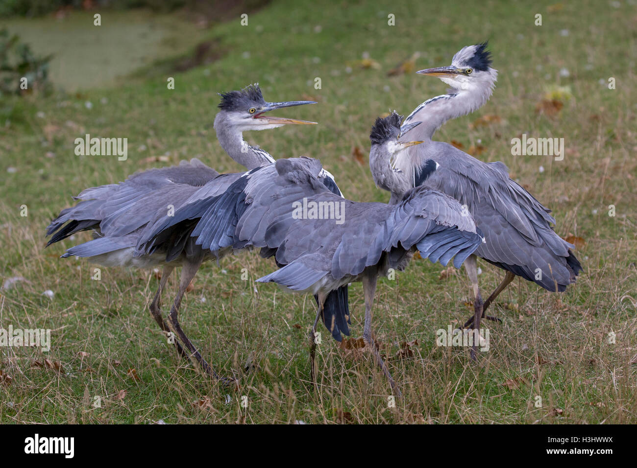 Airone cenerino Ardea cinerea per adulti e due giovani Elemosinare il cibo, prese a Bushy Park hampton Londra Inghilterra ottobre 2016 Foto Stock