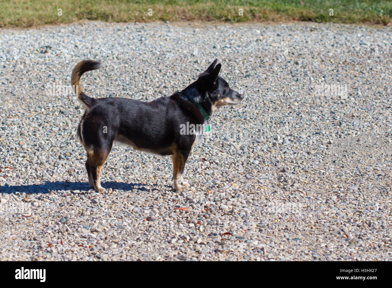 Un avviso cane nero (corgi mix) Foto Stock