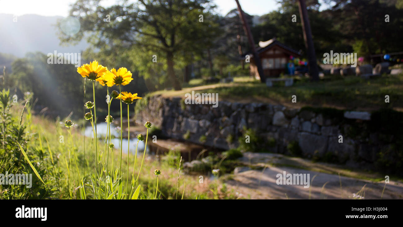 Il sole cade su giallo di fiori di campo in un tempio buddista. Foto Stock