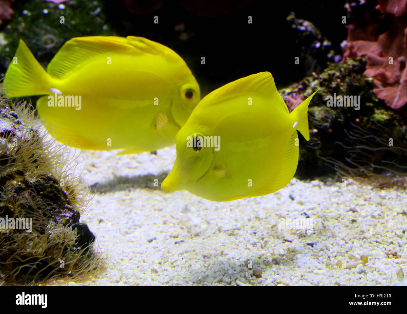 Coppia di giallo Surgeonfishes Tang (Zebrasoma flavescens) nativo per l'Oceano Indiano e del Pacifico Foto Stock