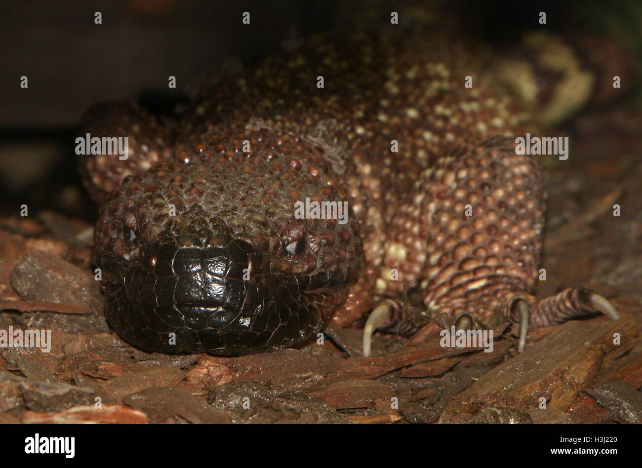 In perline messicano lizard (Heloderma horridum exasperatum), a.k.a. Rio Fuerte bordato lucertola - il morso è velenoso. Foto Stock
