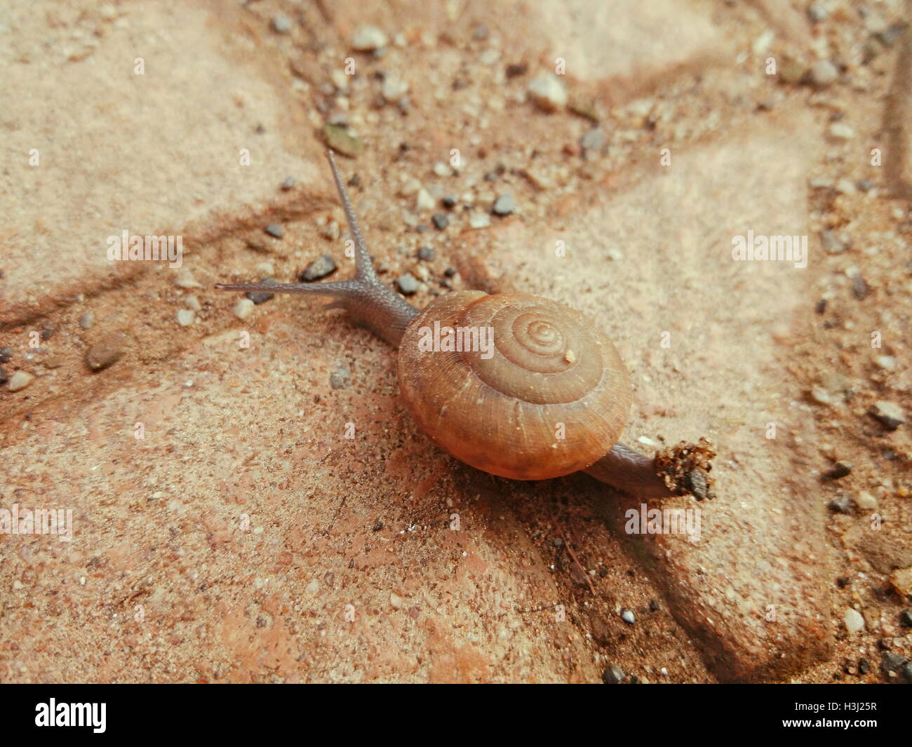 Closeup colpo di piccolo marrone lumaca strisciando sul marrone tegola di calcestruzzo rivestito con ciottoli Foto Stock