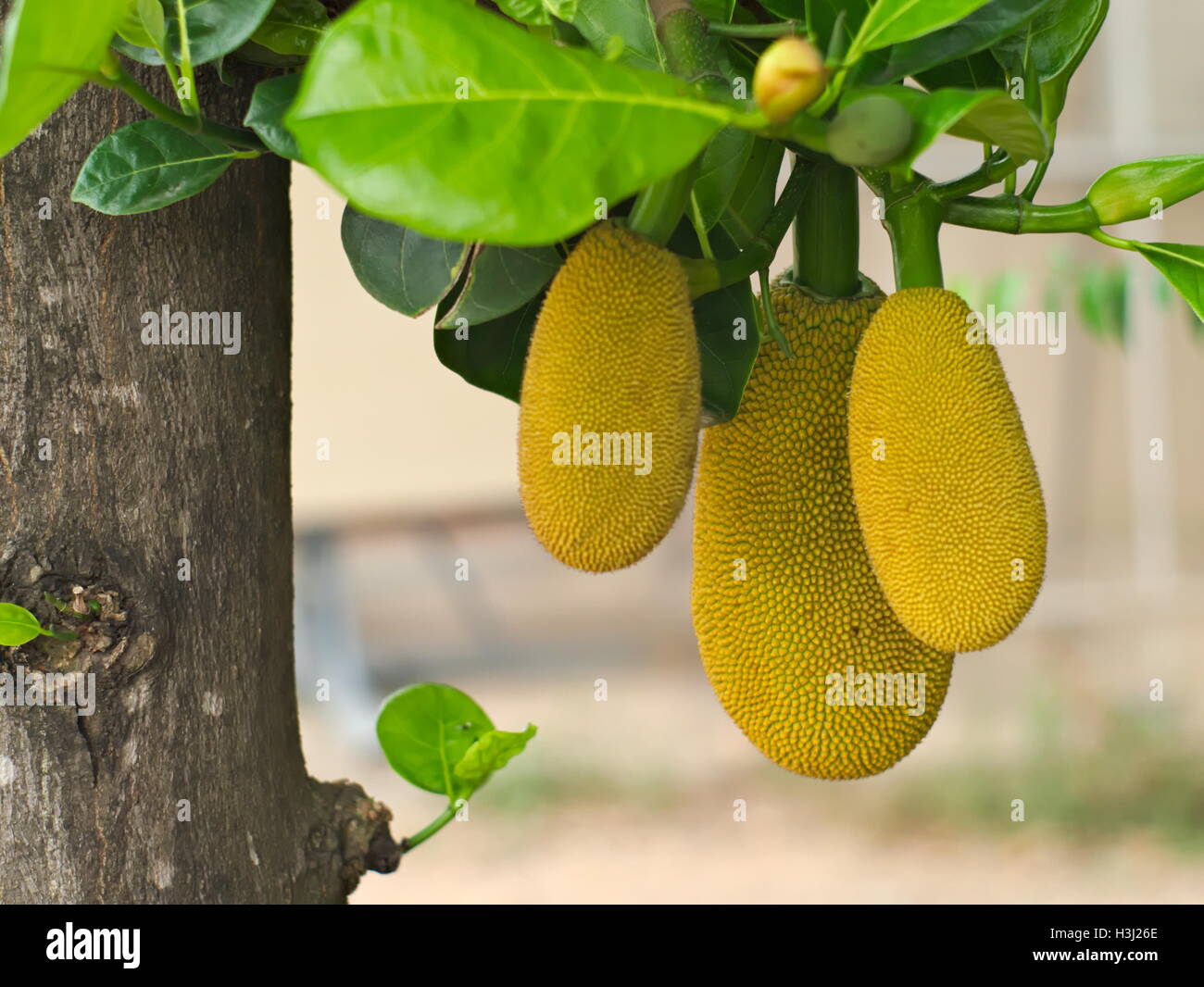 Closeup colpo di jackfruit albero con i suoi frutti maturi Foto Stock