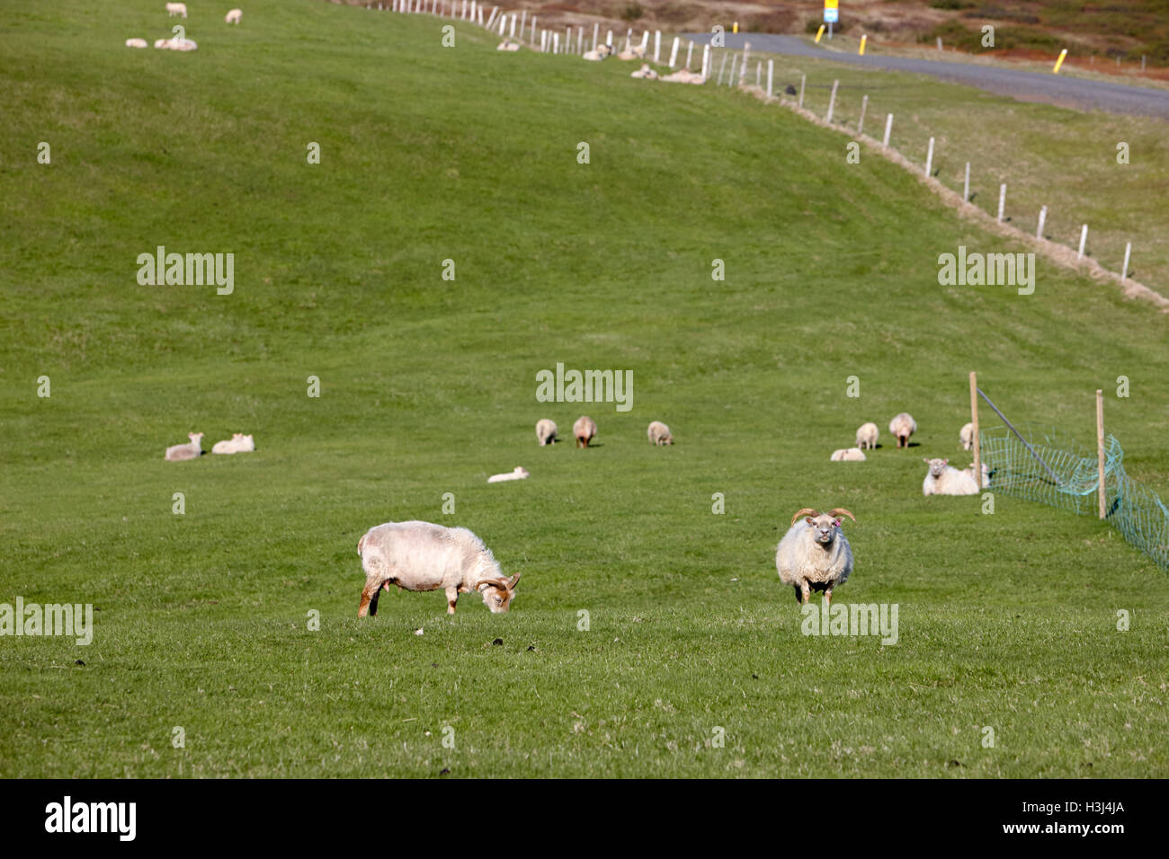 Gregge di pecore islandese in una fattoria in Islanda Foto Stock